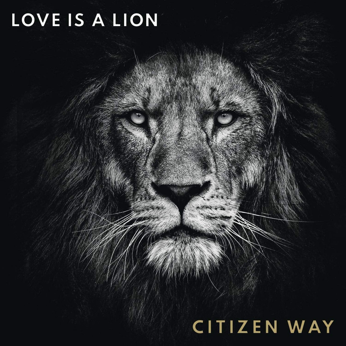 LOVE IS A LION