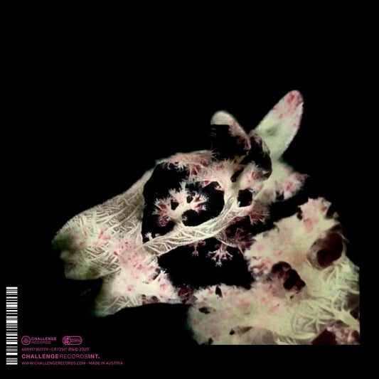 Avalon Songs  Honing, Brederode